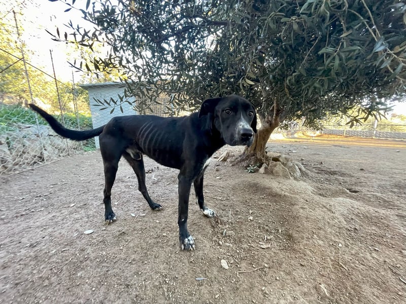 BATTISTA - freundlich, agil & verspielt