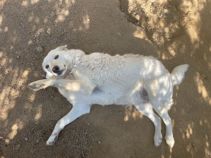 AGOSTINA - bildhübsch und freundlich