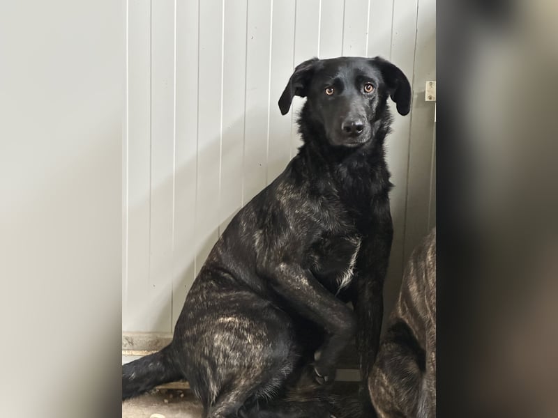 BROWNIE - sie taut langsam auf