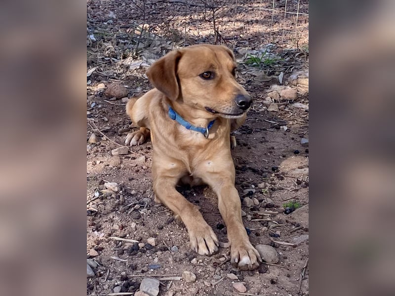 Lampo - bildhübsch und lieb