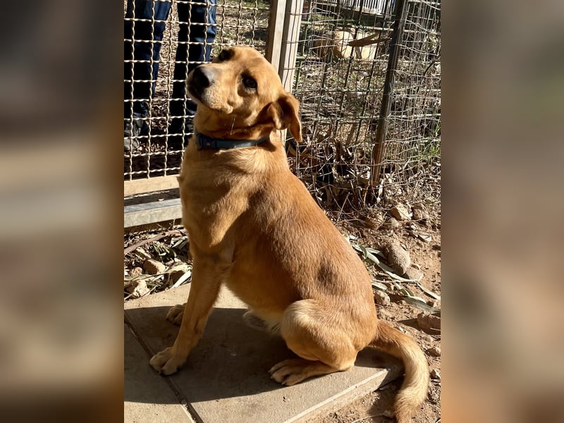 Lampo - bildhübsch und lieb