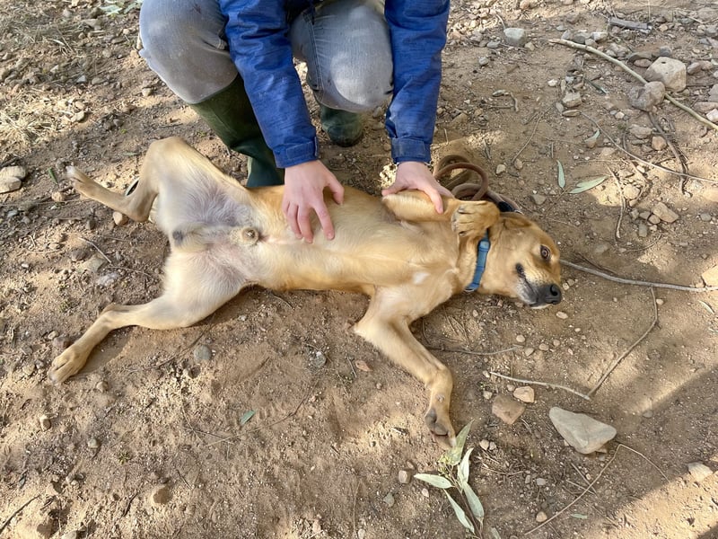 Lampo - bildhübsch und lieb