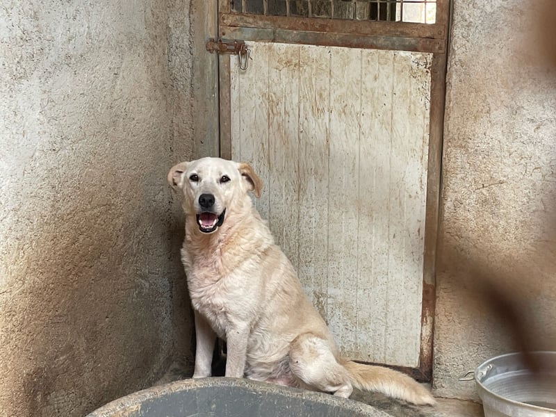 CHICCO - er braucht Menschen um sich