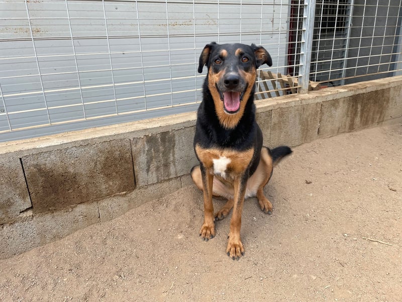 PEPPA - sie braucht ein Wunder