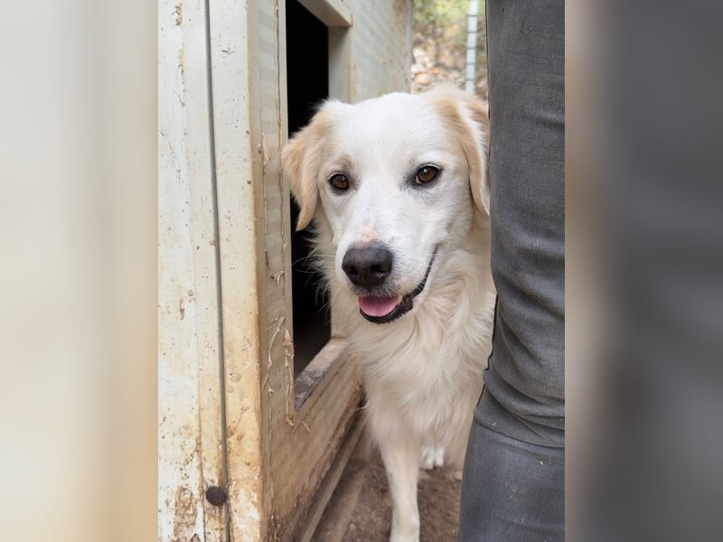 GAETANO - so schön wie ein Coverboy