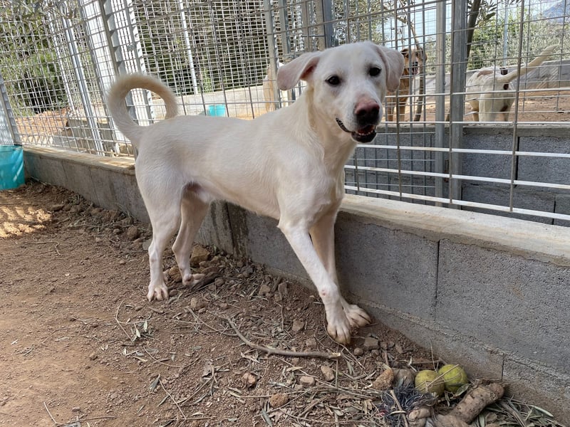 PALLINO - er braucht Zeit zum Ankommen