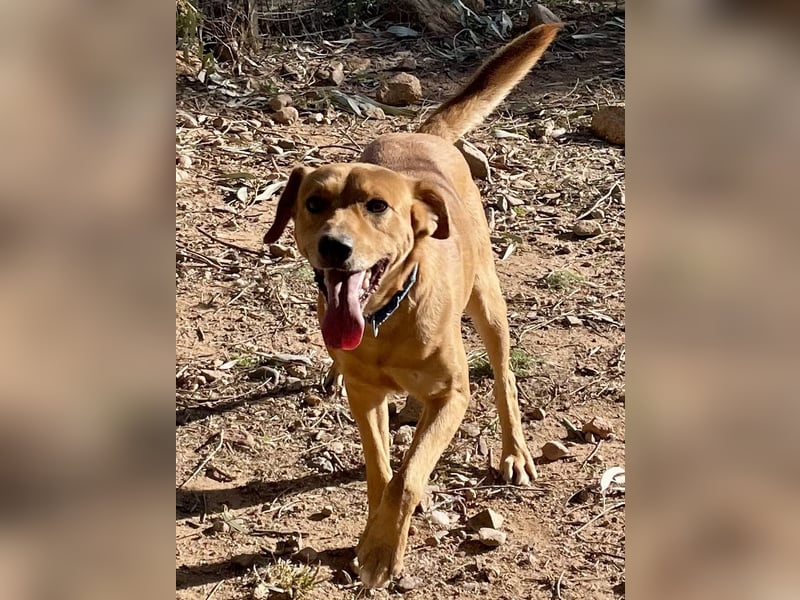 Lampo - bildhübsch und lieb