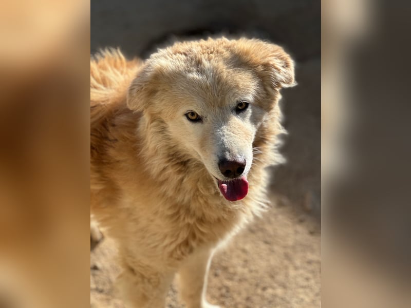 LINUS - ein toller Kuschelbär