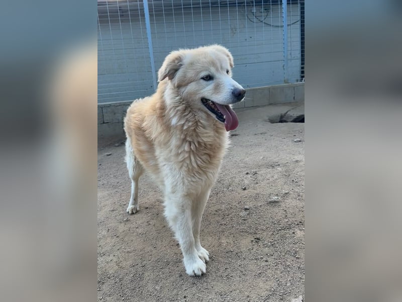 LINUS - ein toller Kuschelbär