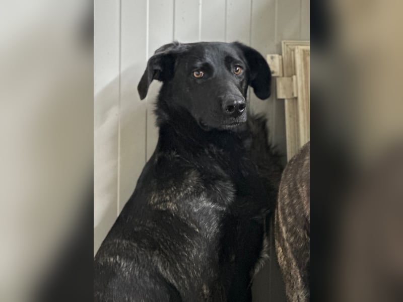 BROWNIE - sie taut langsam auf