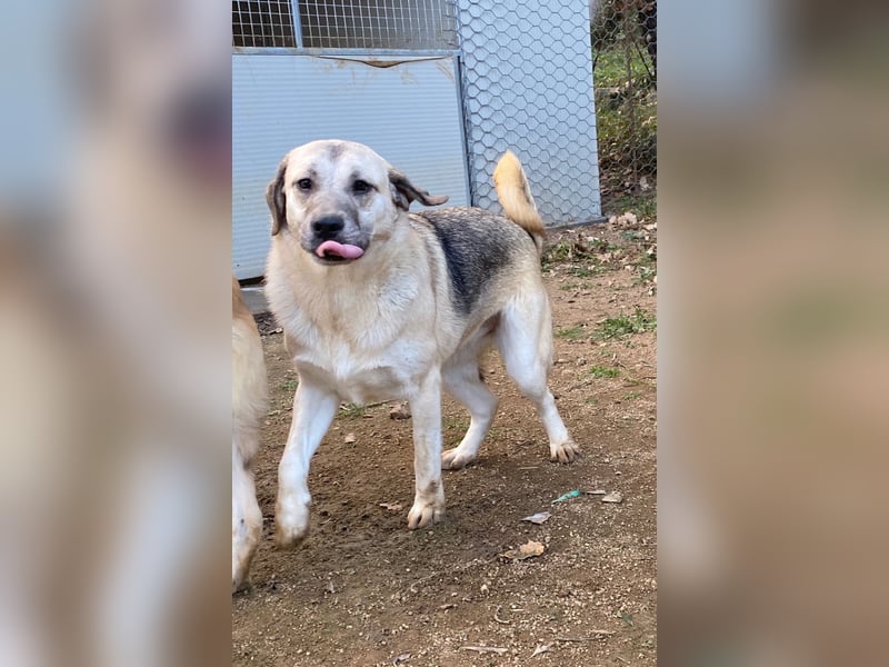 MONICA - unser Dickerchen