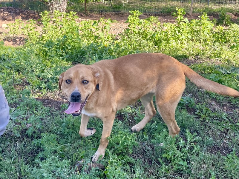 KIRA - eine liebe Seele