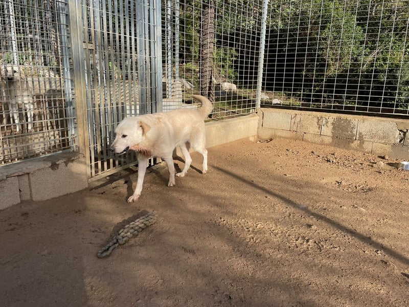 CHICCO - er braucht Menschen um sich