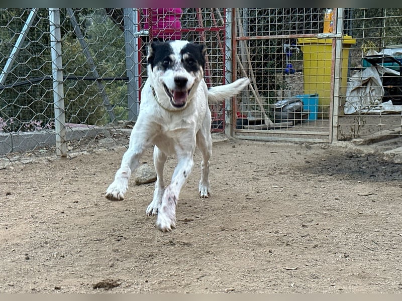 FRANCESCA - so weich & kuschelbedürftig