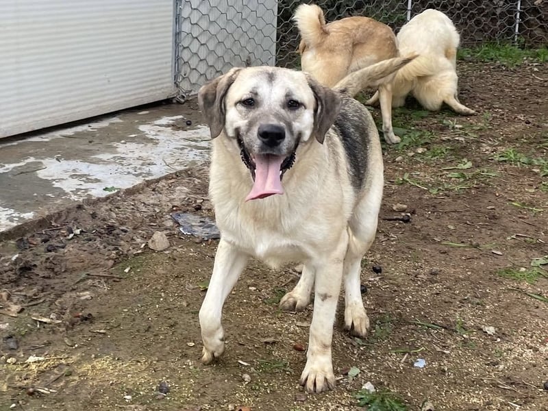 MONICA - unser Dickerchen