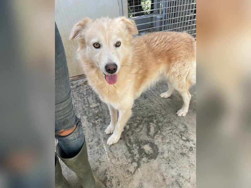 LINUS - ein toller Kuschelbär