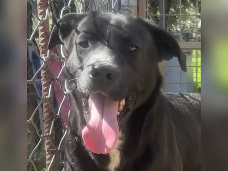 BATTISTA - freundlich, agil & verspielt