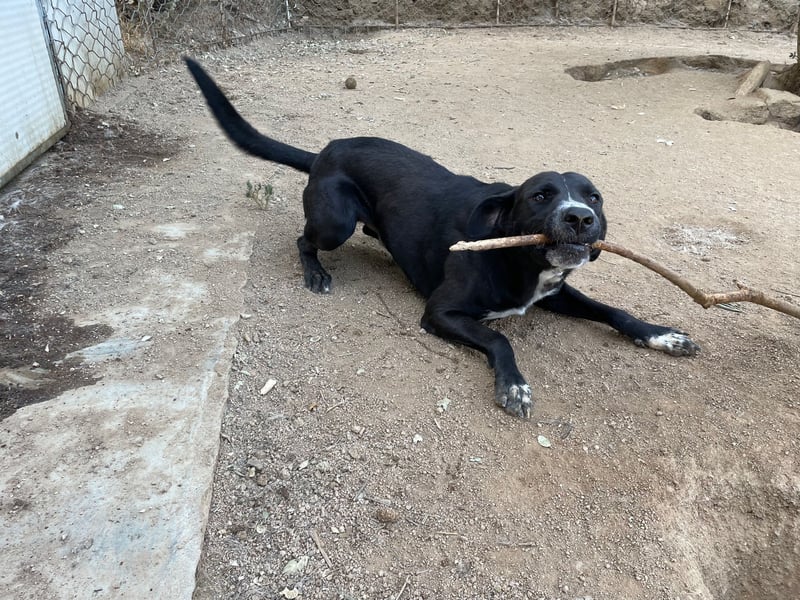 BATTISTA - freundlich, agil & verspielt