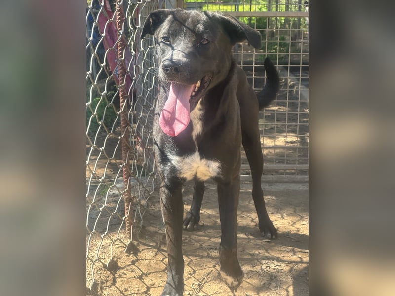 BATTISTA - freundlich, agil & verspielt