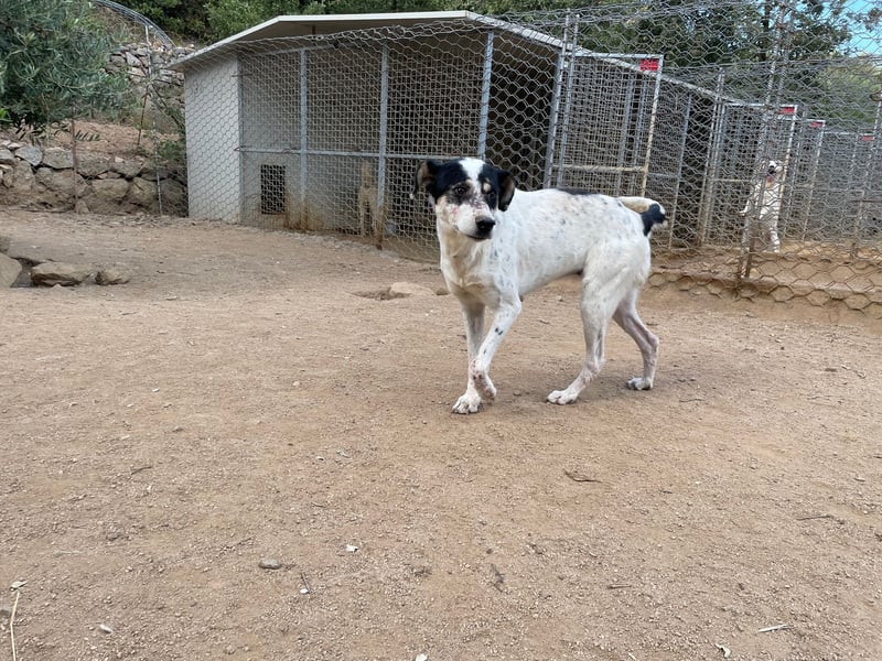 FRANCESCA - so weich & kuschelbedürftig