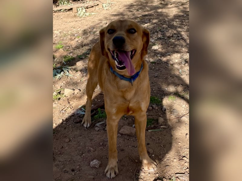 Lampo - bildhübsch und lieb