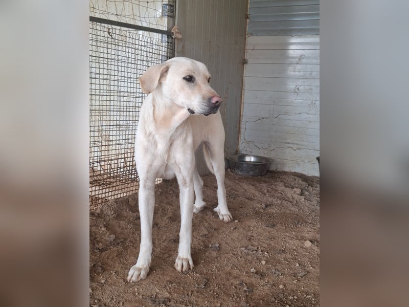 PALLINO - er braucht Zeit zum Ankommen