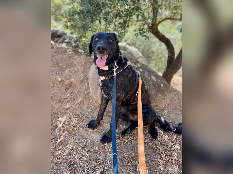 BROWNIE - sie taut langsam auf