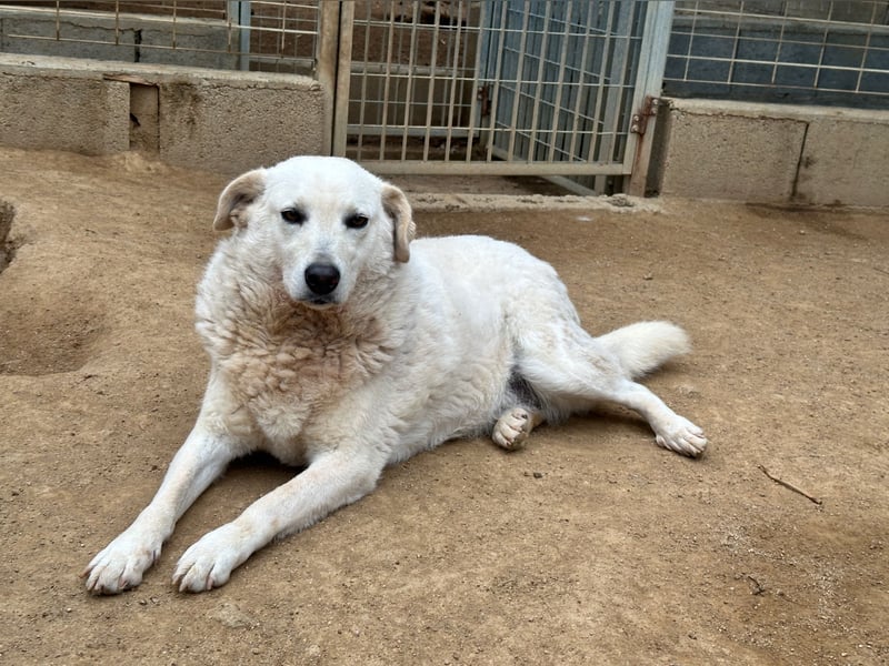 AGOSTINA - bildhübsch und freundlich