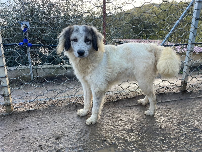 BOVALE - nett, verträglich & verspielt