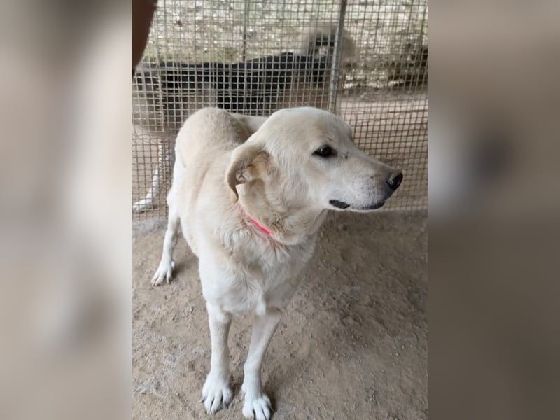 CHICCO - er braucht Menschen um sich