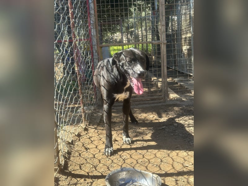 BATTISTA - freundlich, agil & verspielt