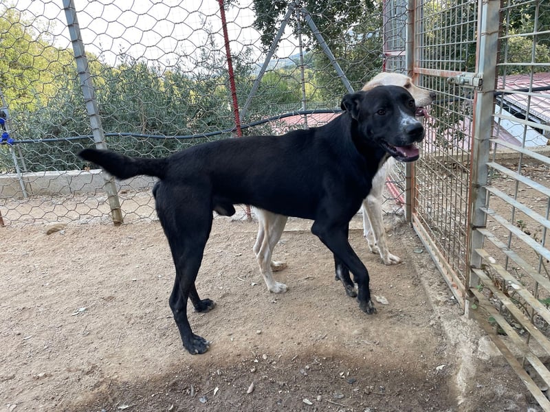 BATTISTA - freundlich, agil & verspielt