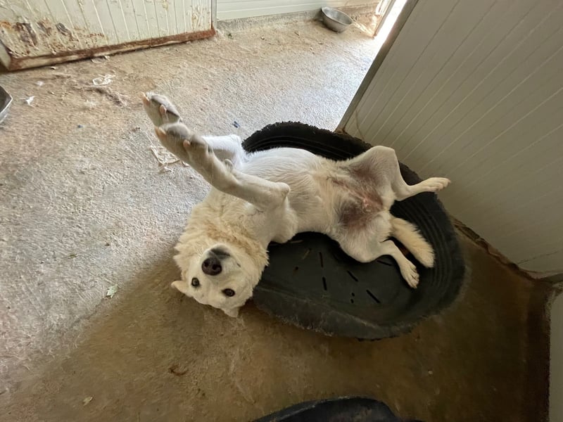 AGOSTINA - bildhübsch und freundlich