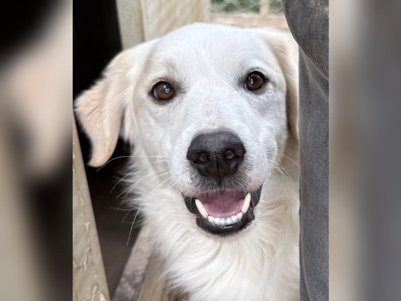 GAETANO - so schön wie ein Coverboy
