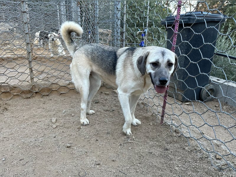 MONICA - unser Dickerchen