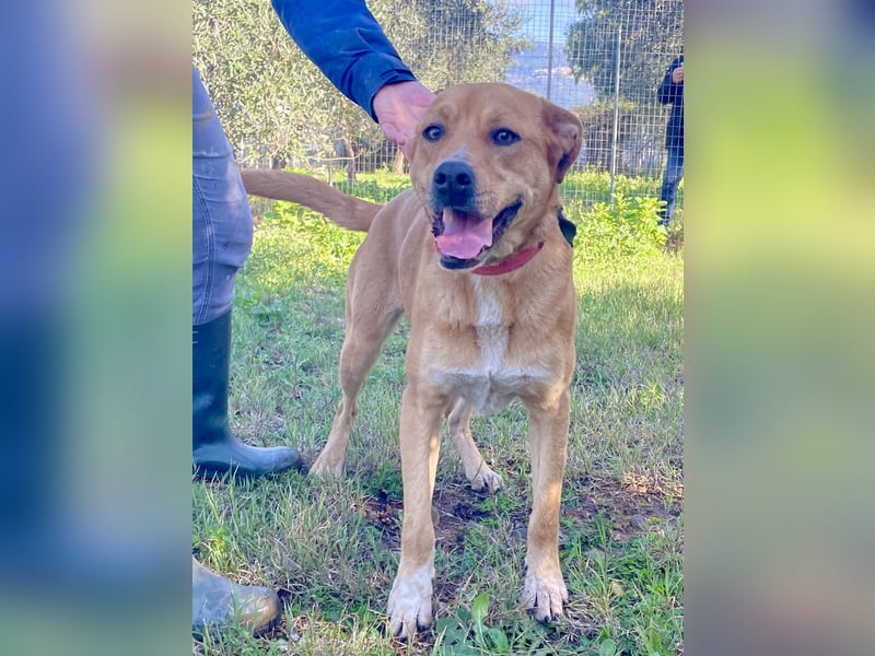 KIRA - eine liebe Seele