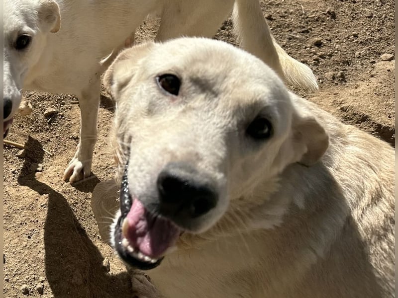 CHICCO - er braucht Menschen um sich