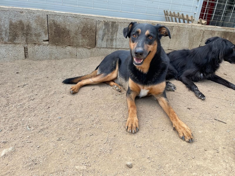 PEPPA - sie braucht ein Wunder