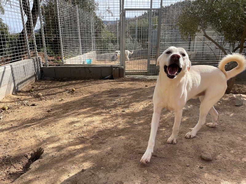 PALLINO - er braucht Zeit zum Ankommen