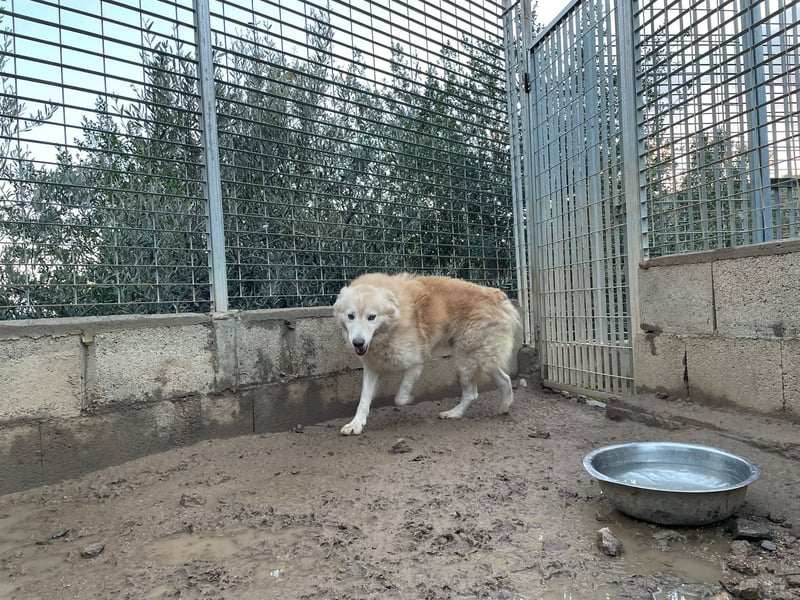 LINUS - ein toller Kuschelbär