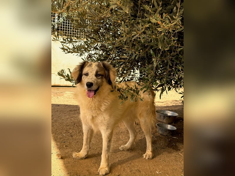 BOVALE - nett, verträglich & verspielt