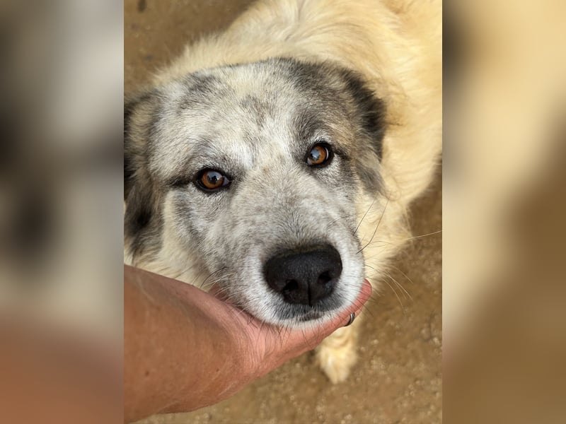 BOVALE - nett, verträglich & verspielt