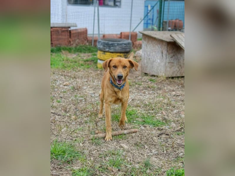 Lampo - bildhübsch und lieb