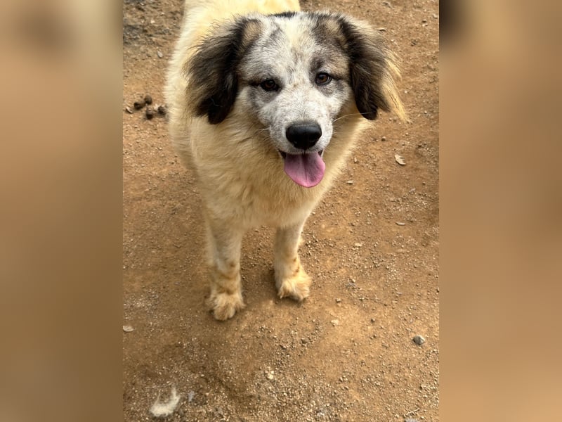 BOVALE - nett, verträglich & verspielt