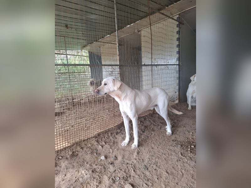 PALLINO - er braucht Zeit zum Ankommen
