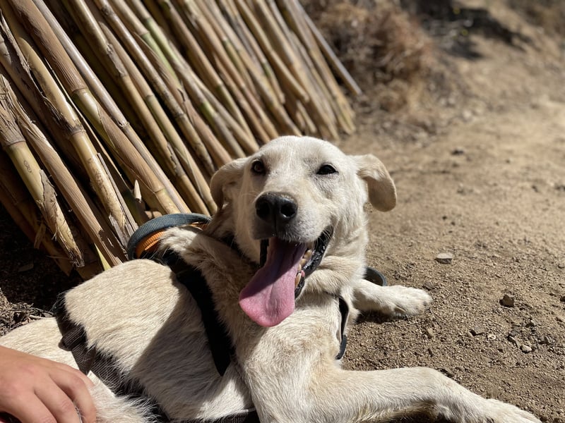 CHICCO - er braucht Menschen um sich