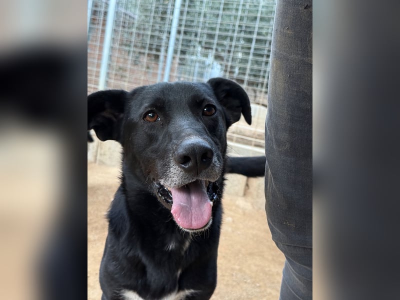 MIDA - der Stress im Rifugio ist zu viel für ihn