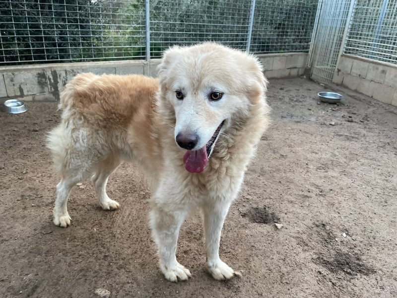 LINUS - ein toller Kuschelbär