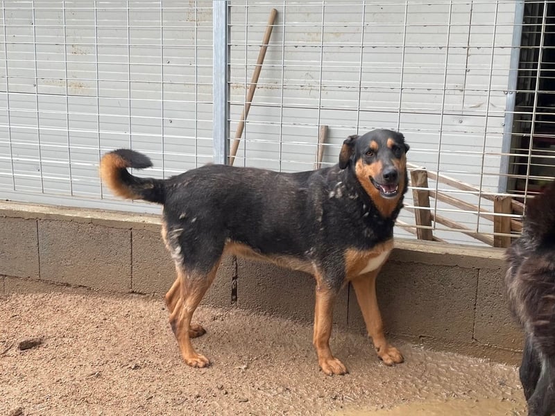 PEPPA - sie braucht ein Wunder