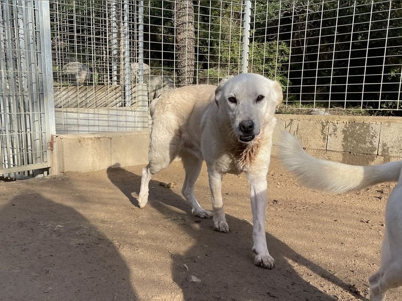 CHICCO - er braucht Menschen um sich